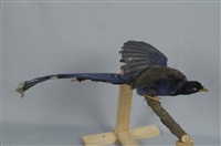 臺灣藍鵲藏品圖，第12張